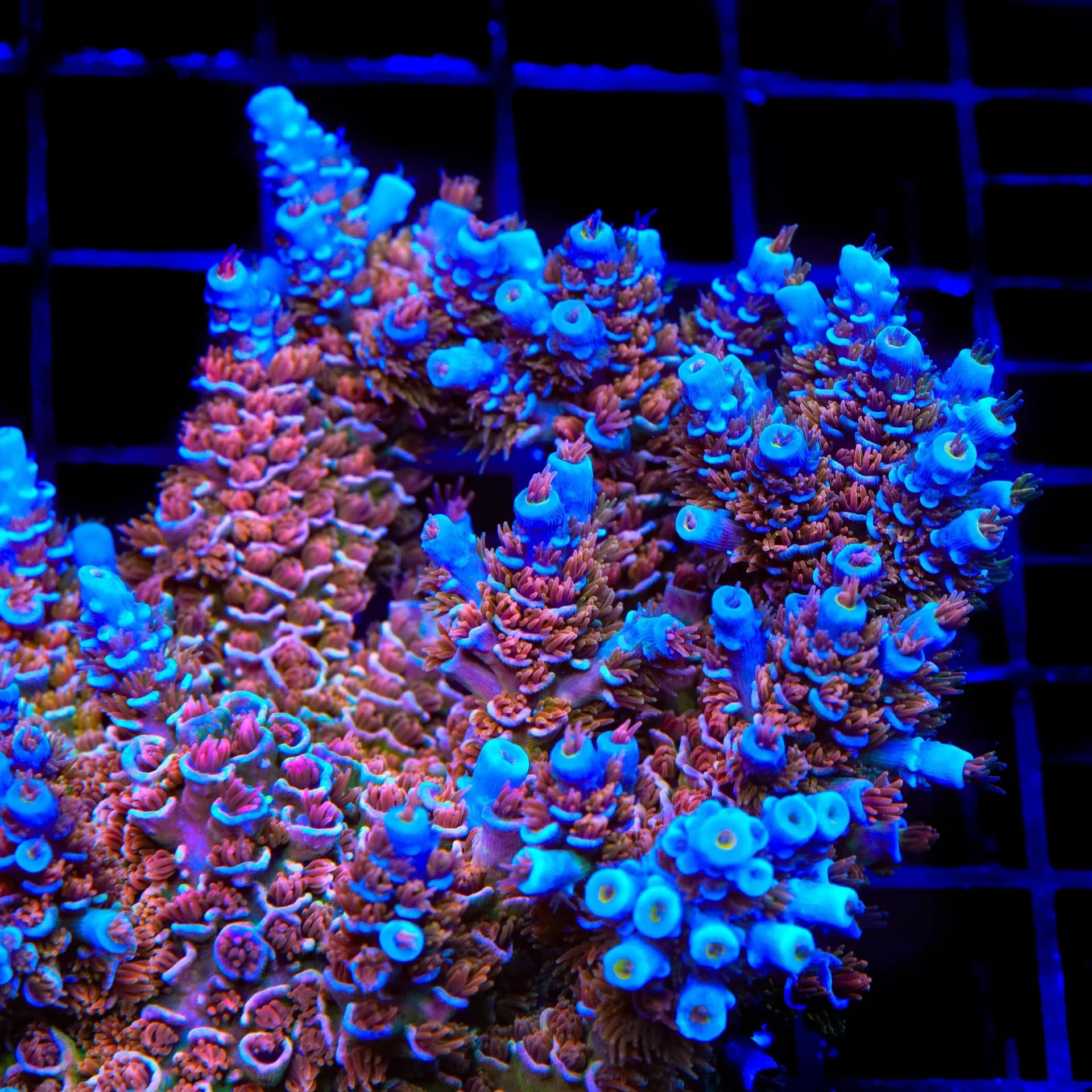 Corail Acropora tenuis, variante Blue Sky