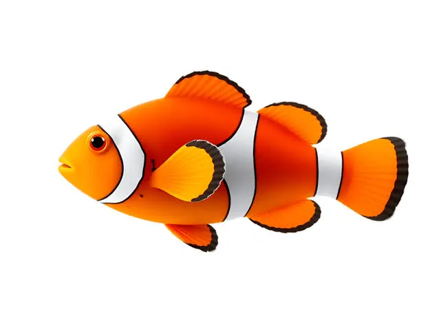 Poisson-clown (Amphiprion percula)