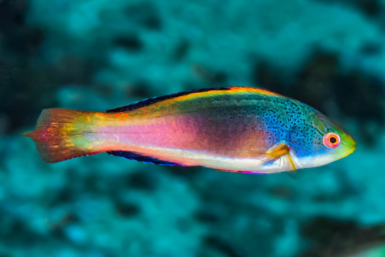 Labre fée (Cirrhilabrus scottorum)