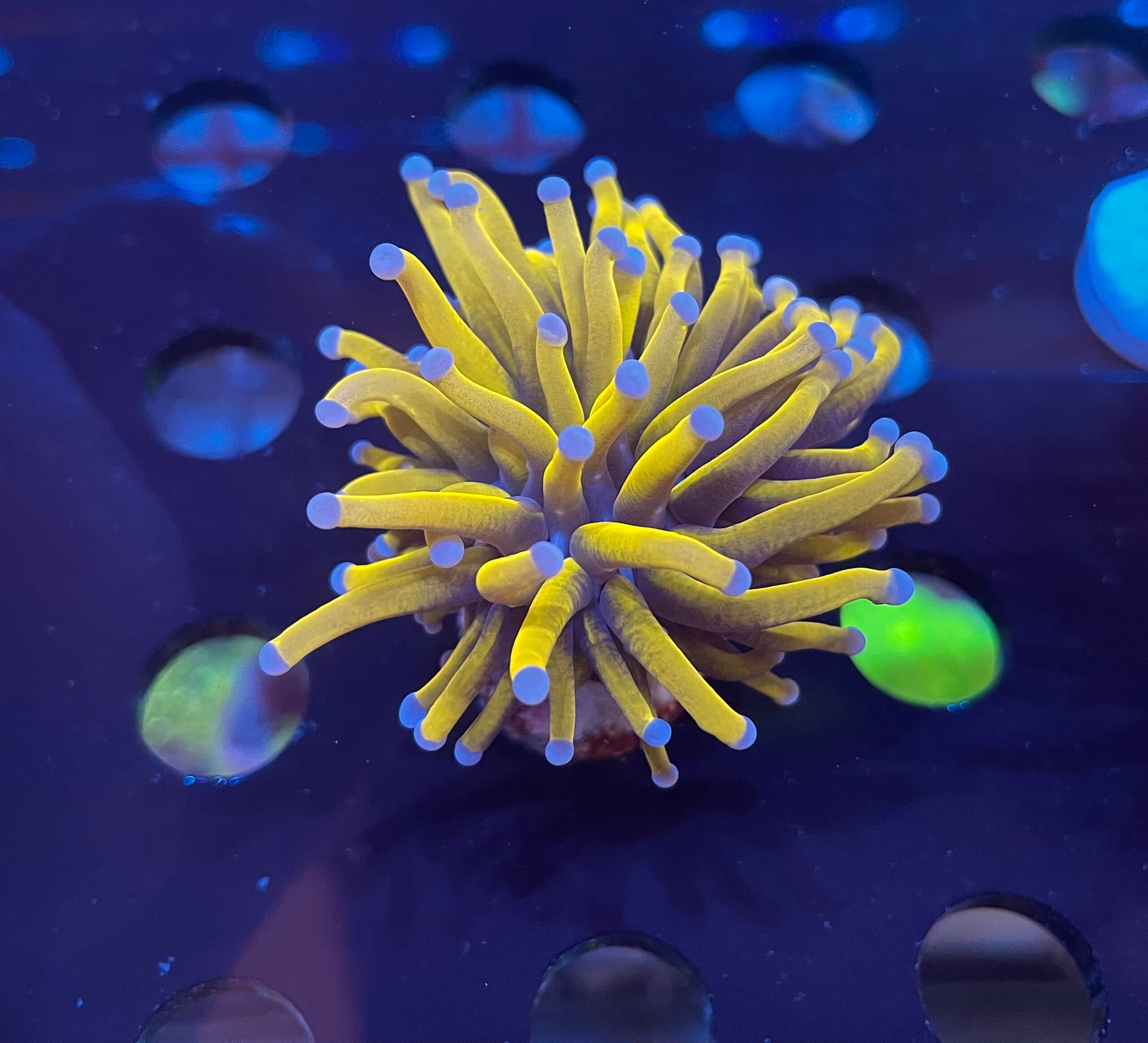 Corail torche dorée (Euphyllia glabrescens)