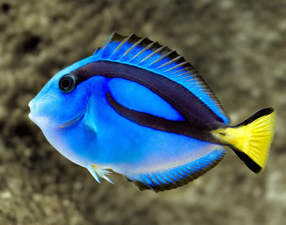 Chirurgien bleu (Paracanthurus hepatus)