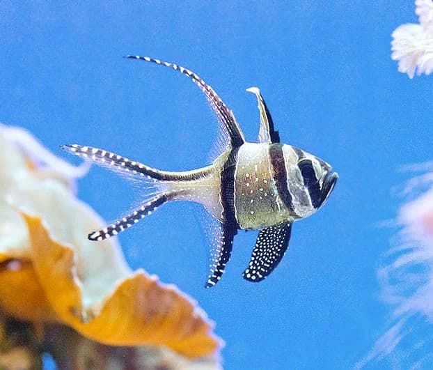 Poisson-cardinal de Banggai (Pterapogon kauderni)