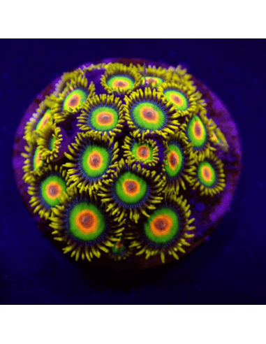 Zoanthaire, variante Rasta